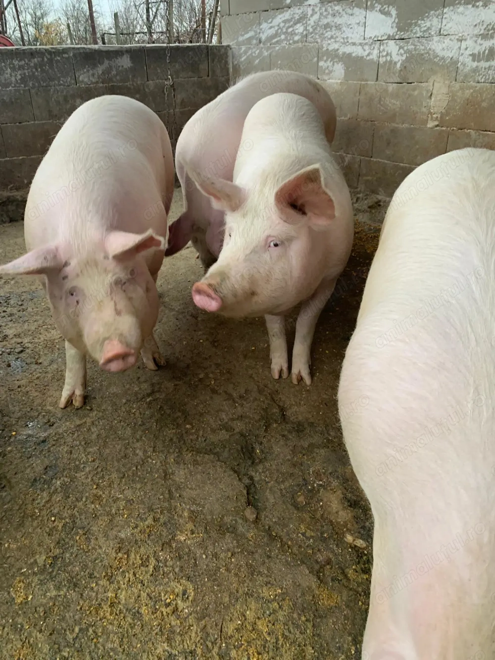 Porci de 150-160 de kg