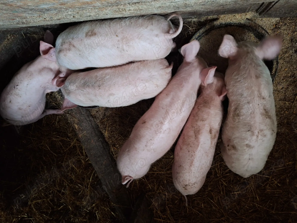 Purcei rasa landrace cu pietrain 