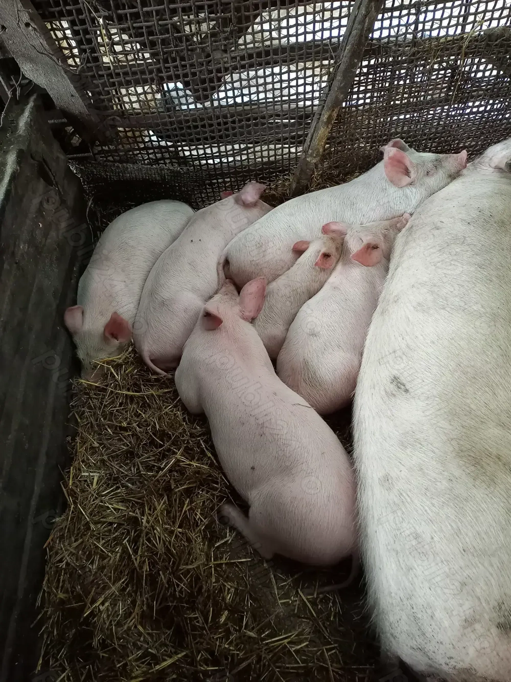 Vând purcei Pietrean Landrace