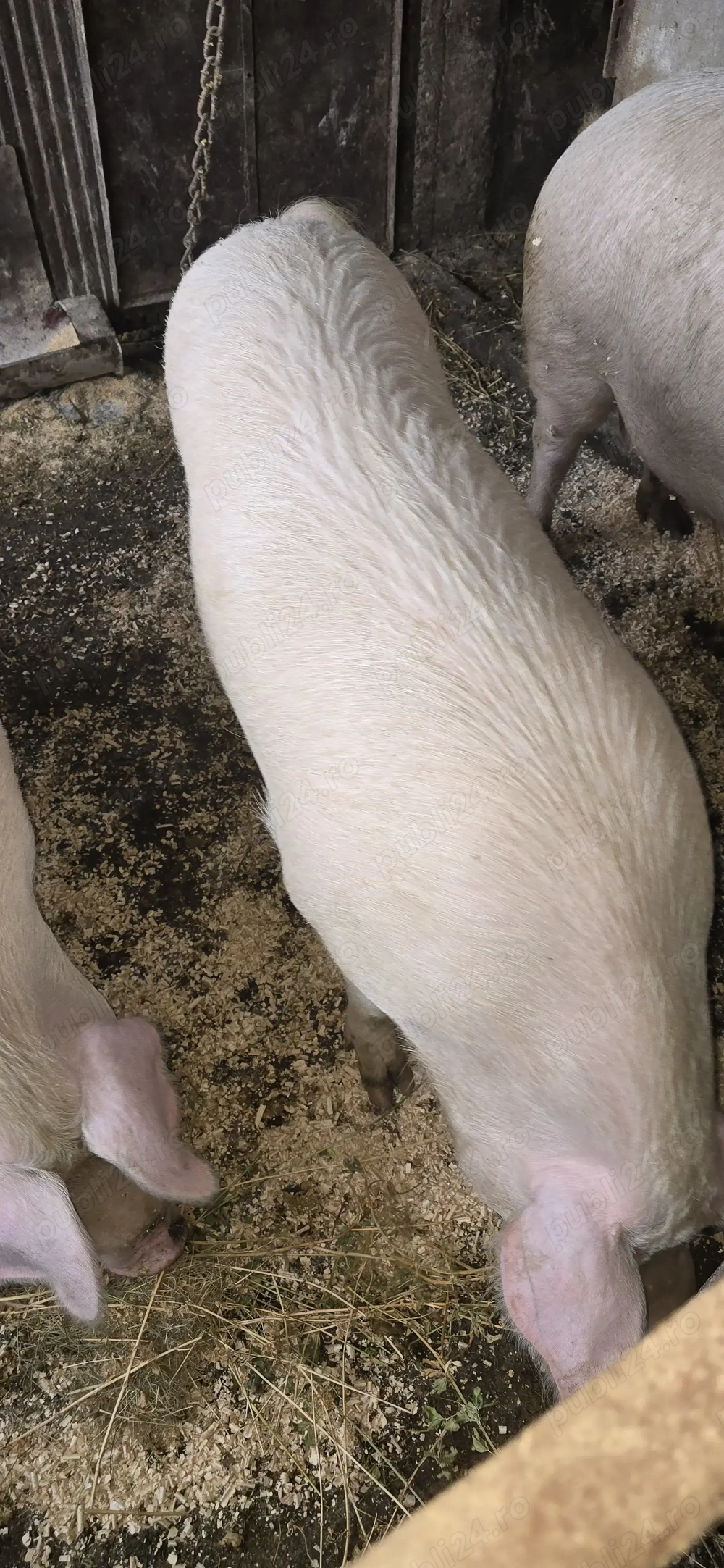 Porci de vanzare rasa smithfield