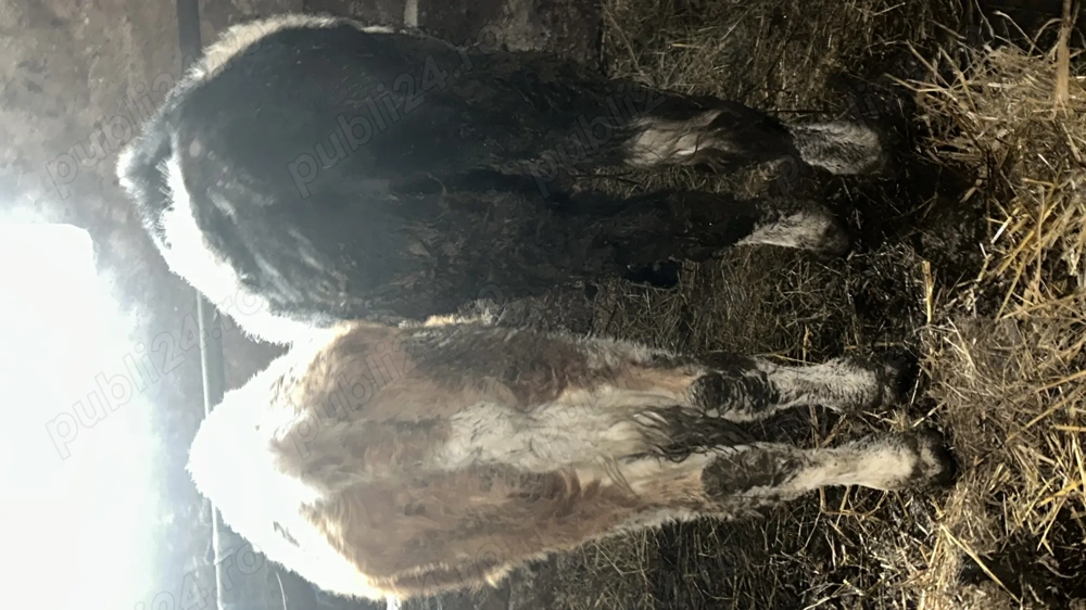 Vind doi viței cu virsta de 6luni pentru mai multe informații la numărul de telefon 