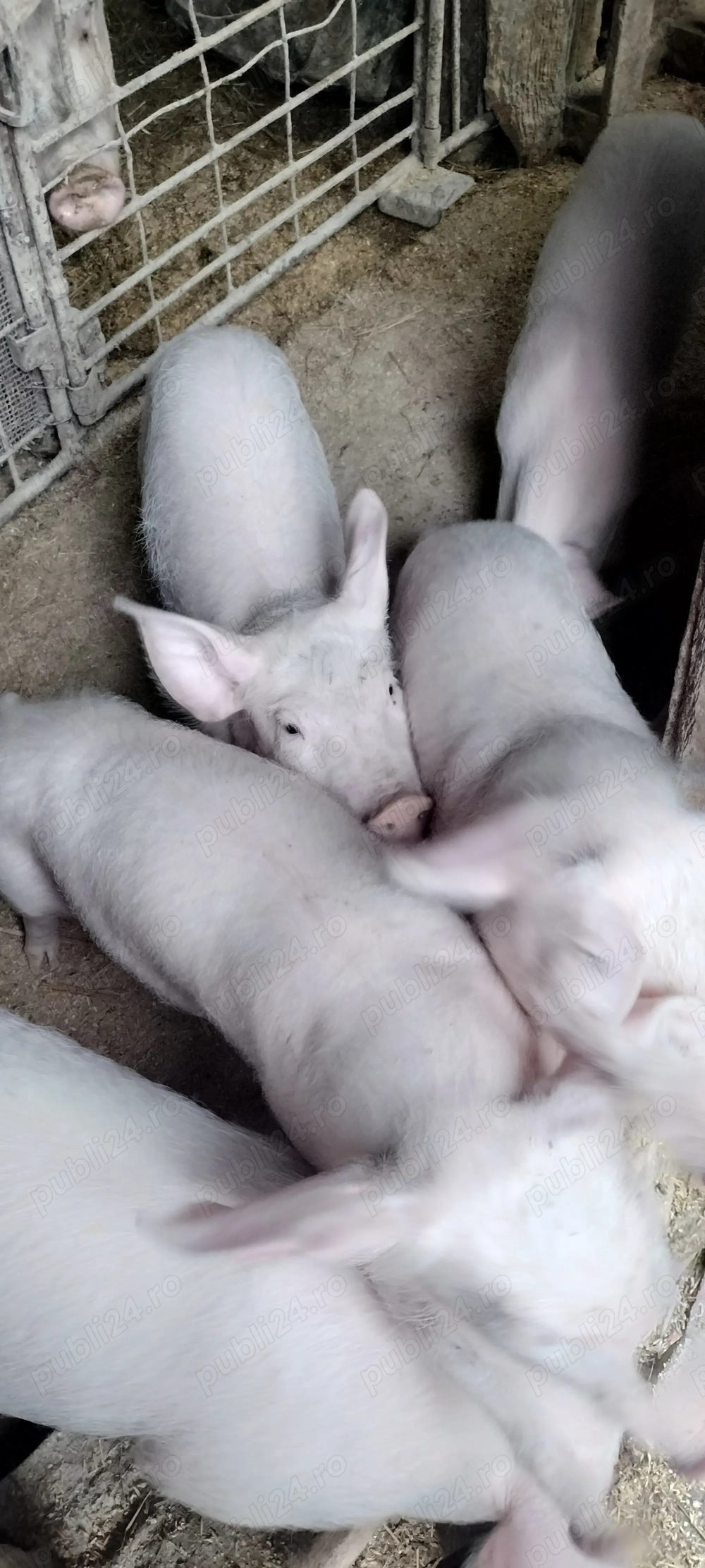 Purceii de 10 săptămâni toți masculii 