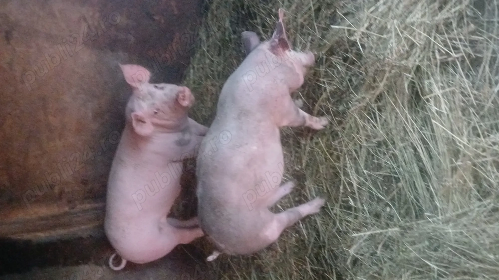Vand 2 perechi de porci pietrean , peste 35 kg