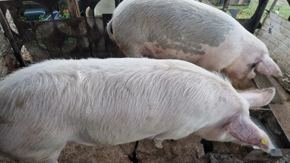 Porc de vanzare aprox. 350 kg 