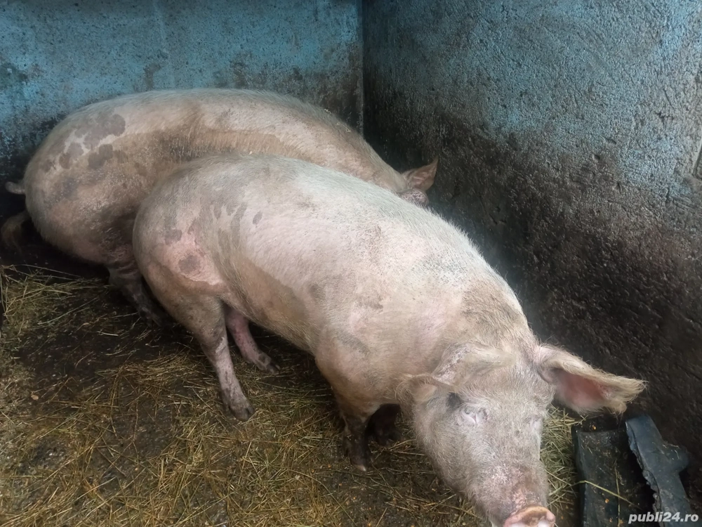 Vând 2 porci la 300kg pentru sacrificat crescuți la țară