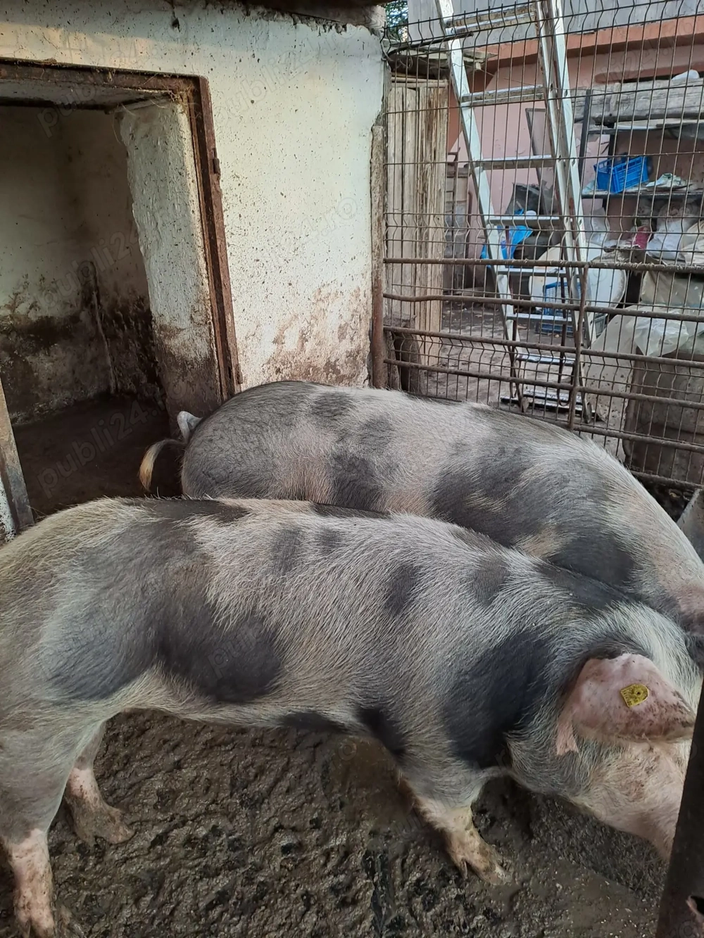 Vand porci in Strejnicu (Prahova) in viu 20 lei kg, carcasa 25 lei kg; negociabil