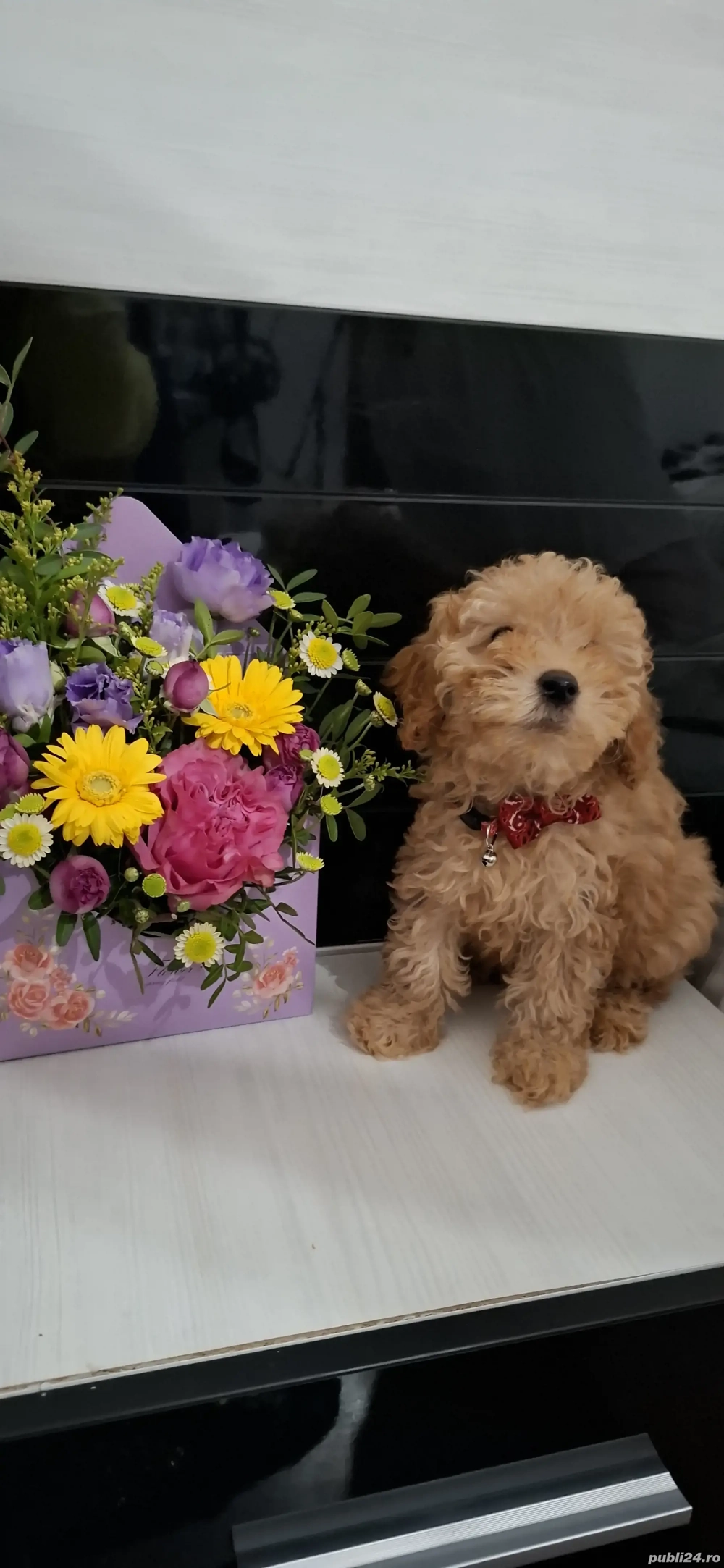 Pui Maltipoo Adorabil, Gata Să Își Găsească o Casă Nouă!