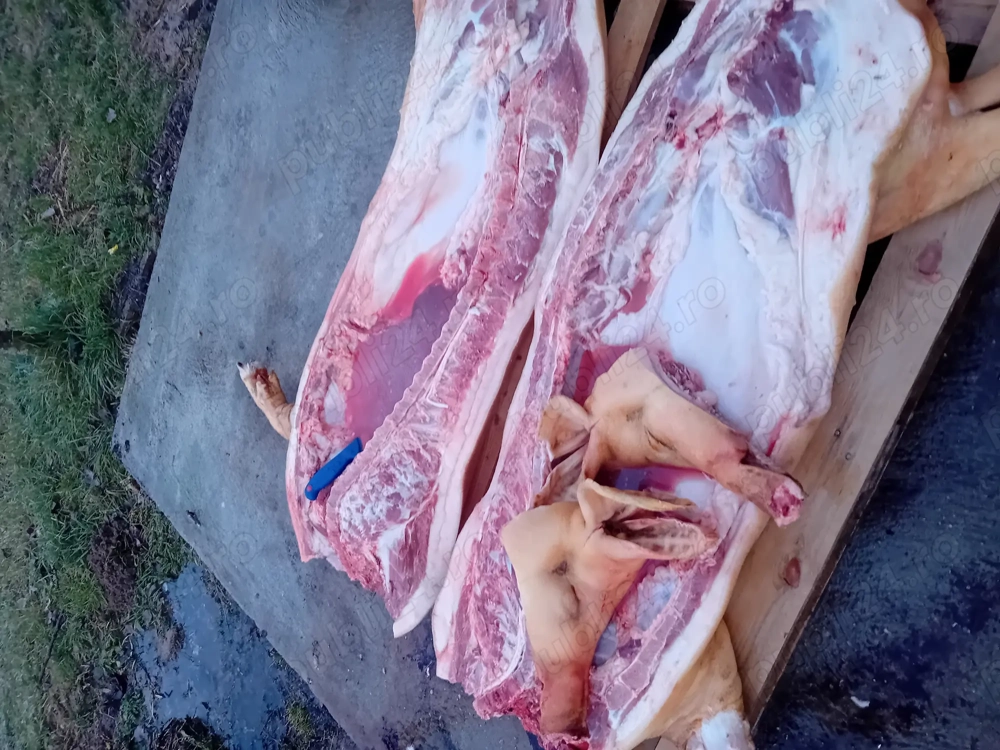 Vând porci de mare calitate crescuți bio 