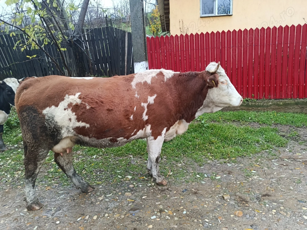 De vânzare vacă gestantă 