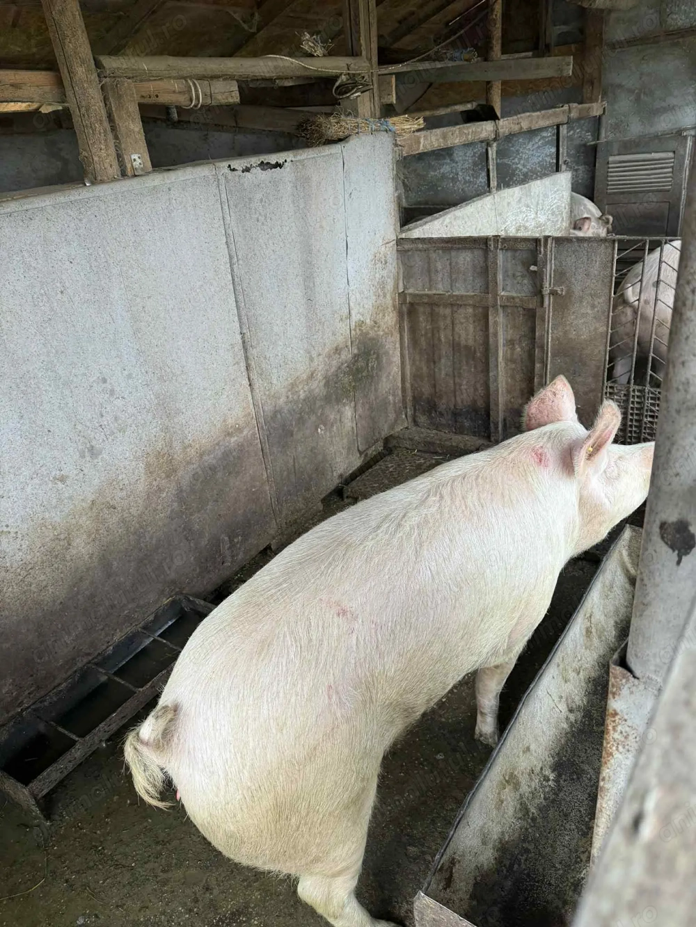 Vand porci rasa marele alb 13 lei kg