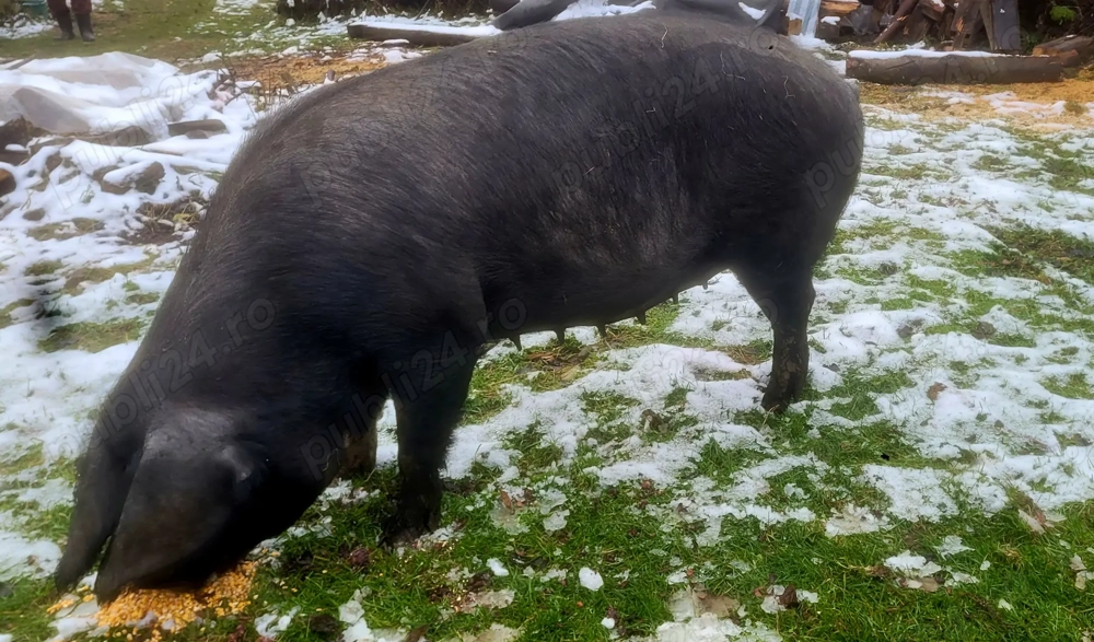 Scroafă Bazna de vanzare crescută în Gospodărie! De Aproximativ 250 kg !  