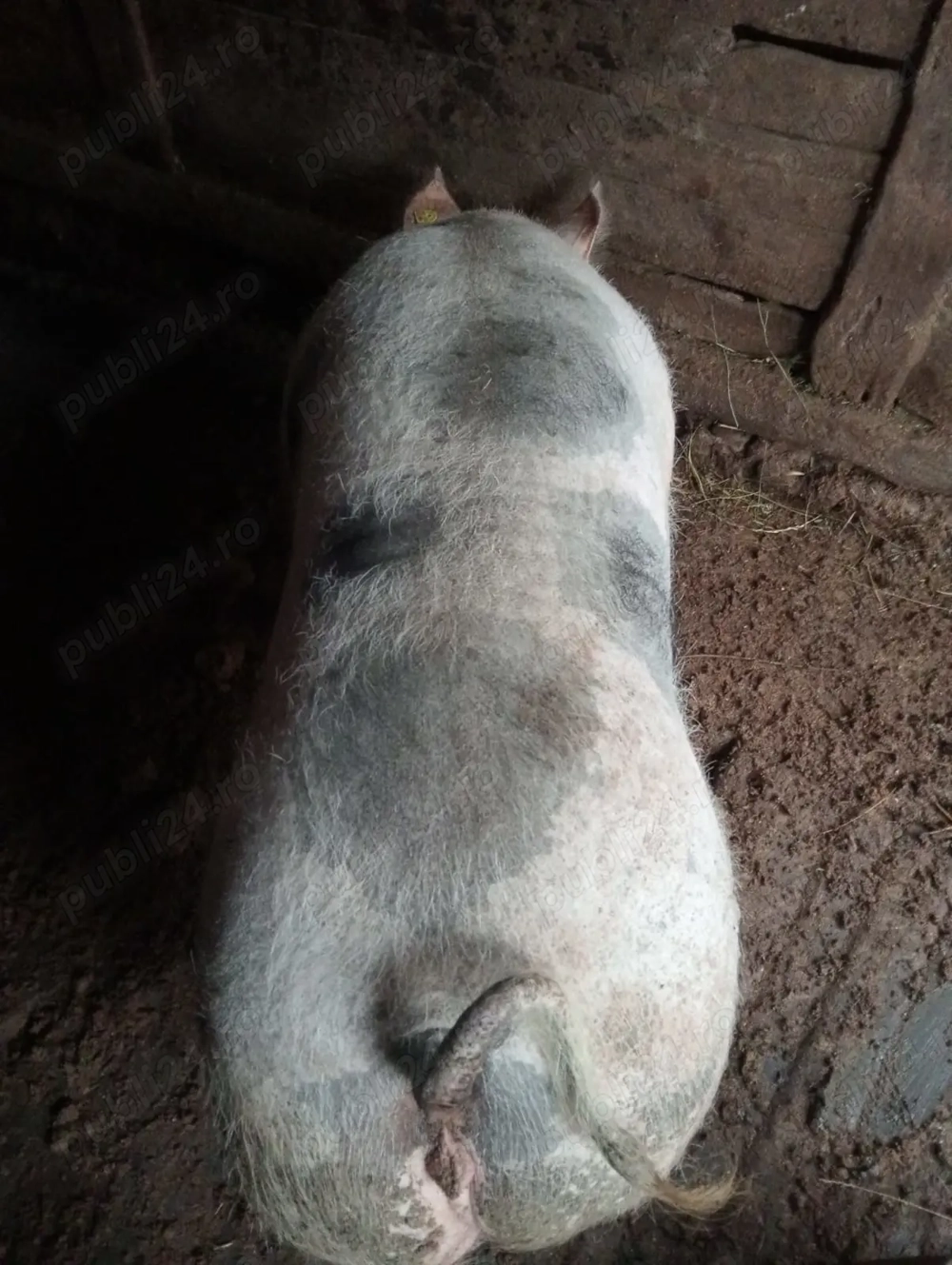 Vând o purcea la alegere se poate vedea in Păușești Otasau 