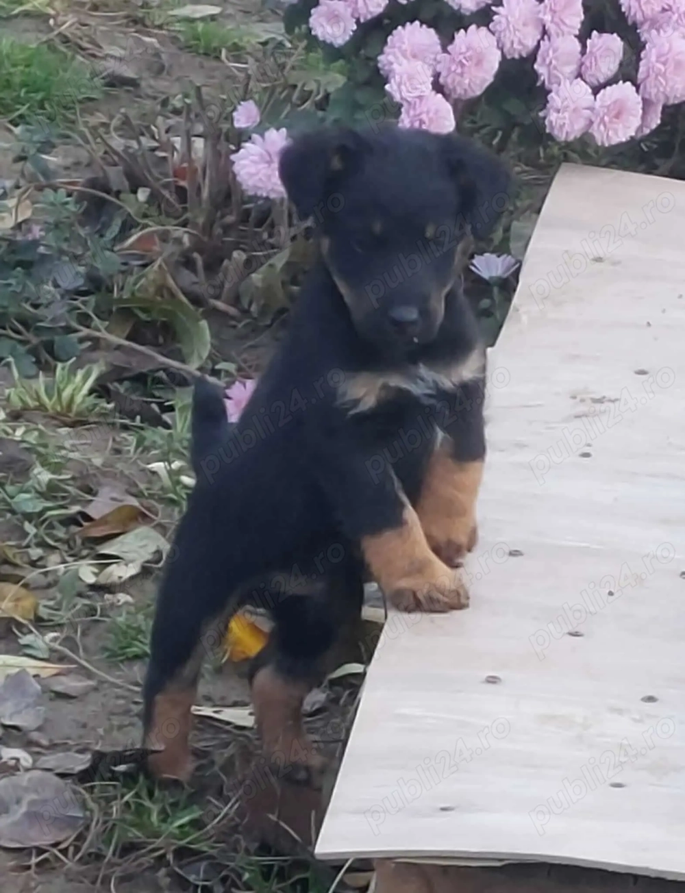 Vand căței Jagdterrier