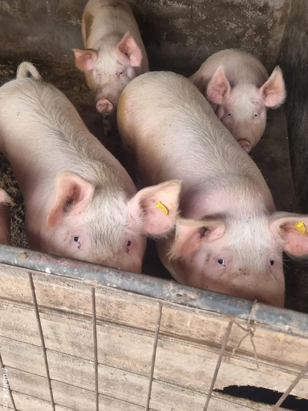 Porci de taiat rasă  carne
