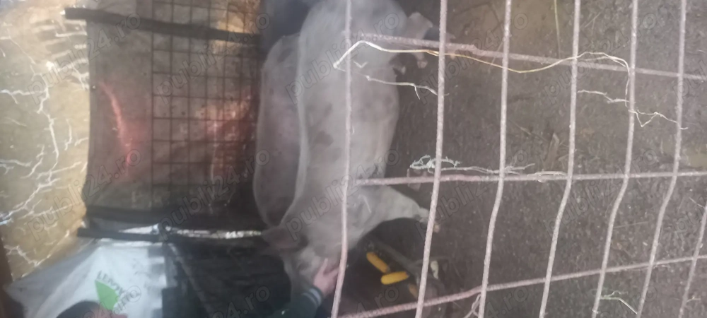 Vând 2 porci de carne