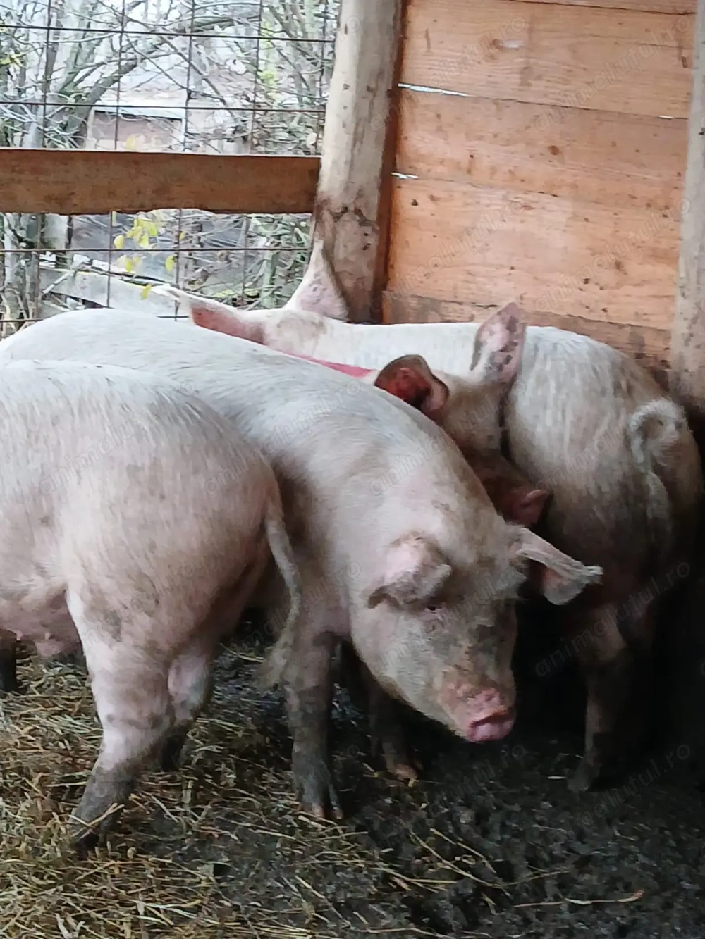 Vând Porci Pentru Sacrficat Din Propria Gospodărie 