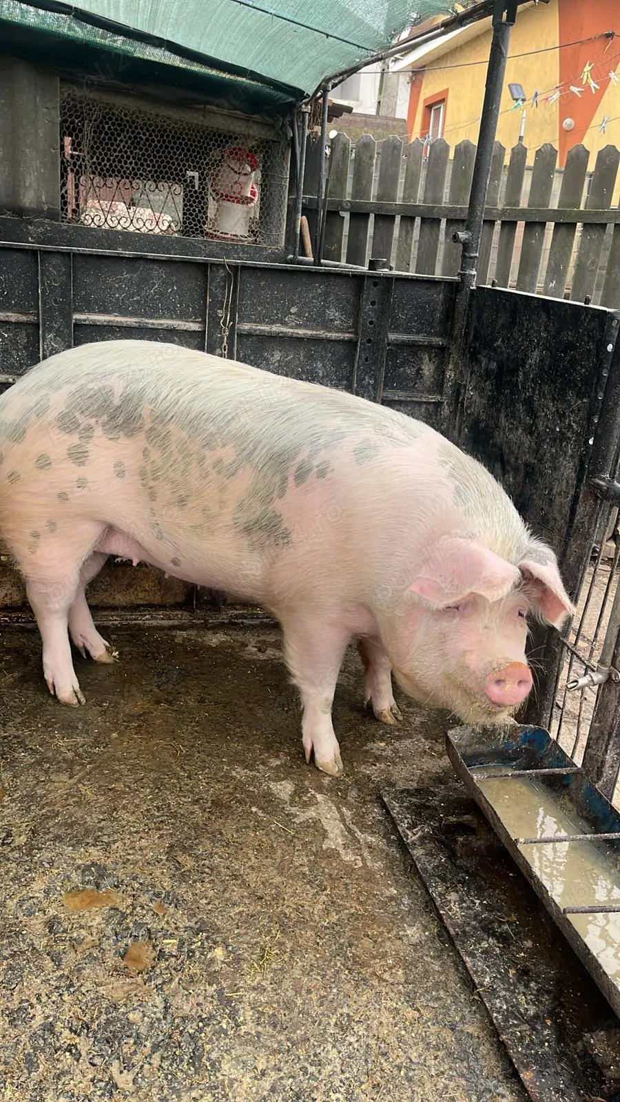 Porc de vânzare (150-170kg)