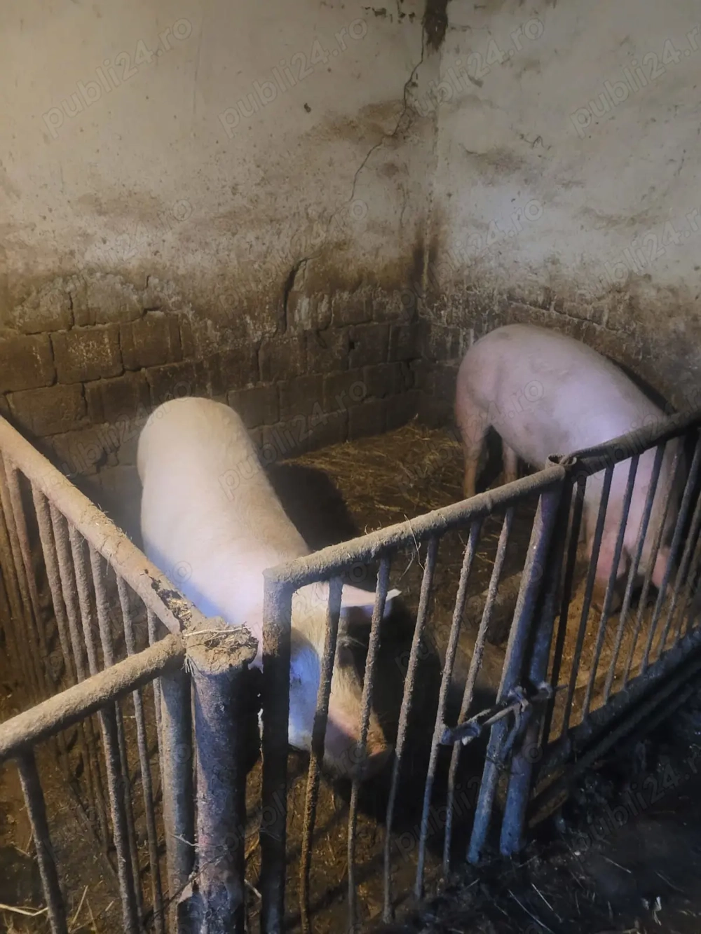 Vand porci 100-200 kg