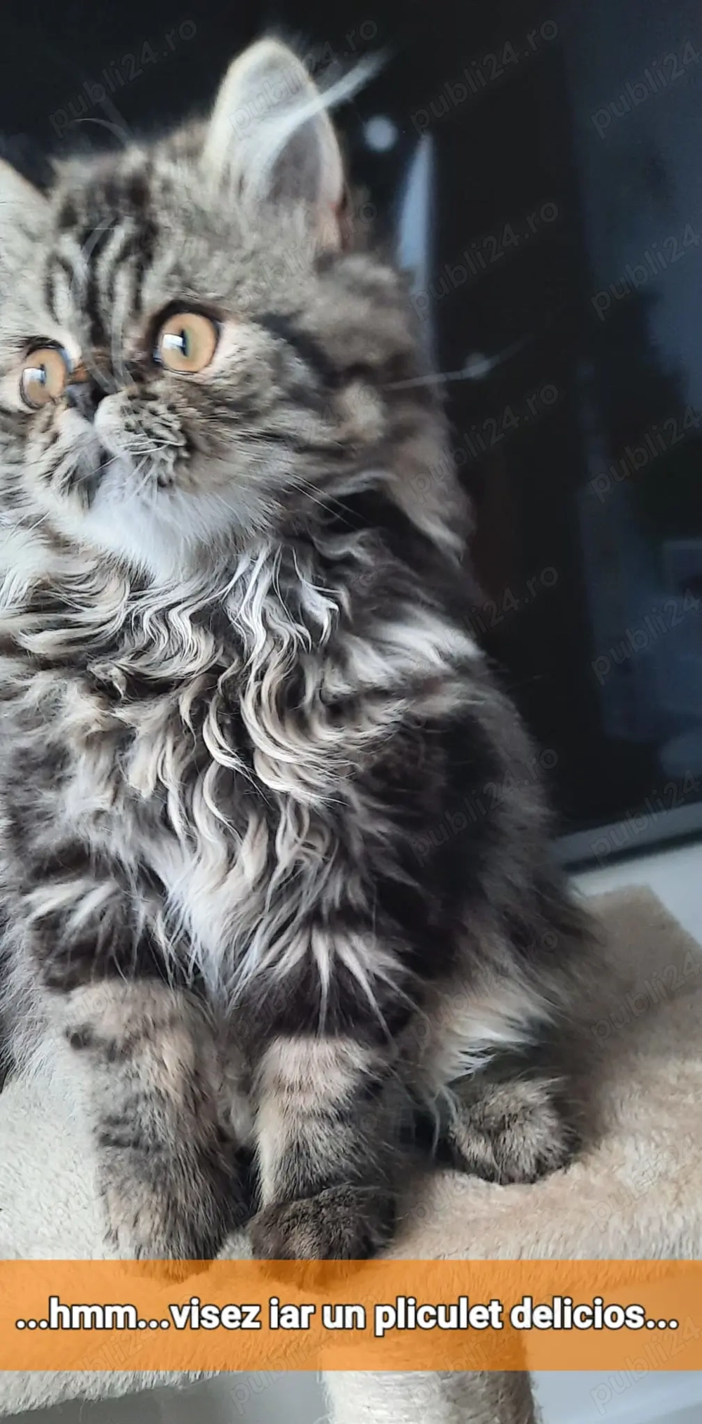 Persan imperial superb caută stăpân iubitor 