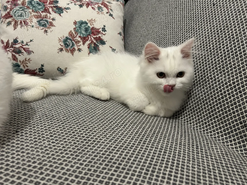 British Shorthair White 