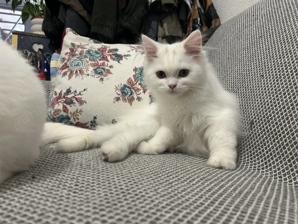 Pui British Shorthair Longhair White&Lilla(crem)