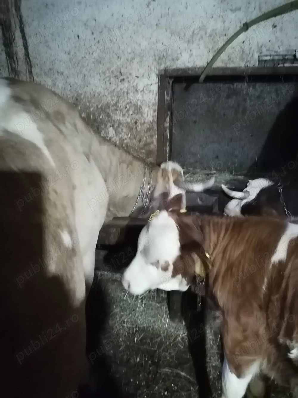 Vaca cu vițel de vânzare 