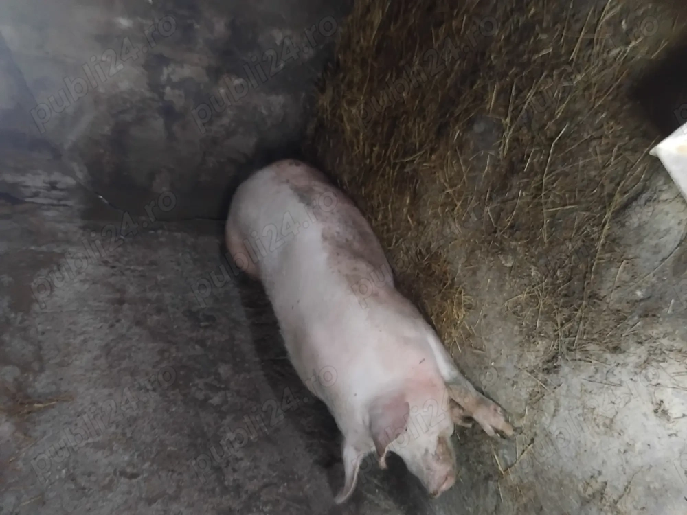 Vând porci de carne 