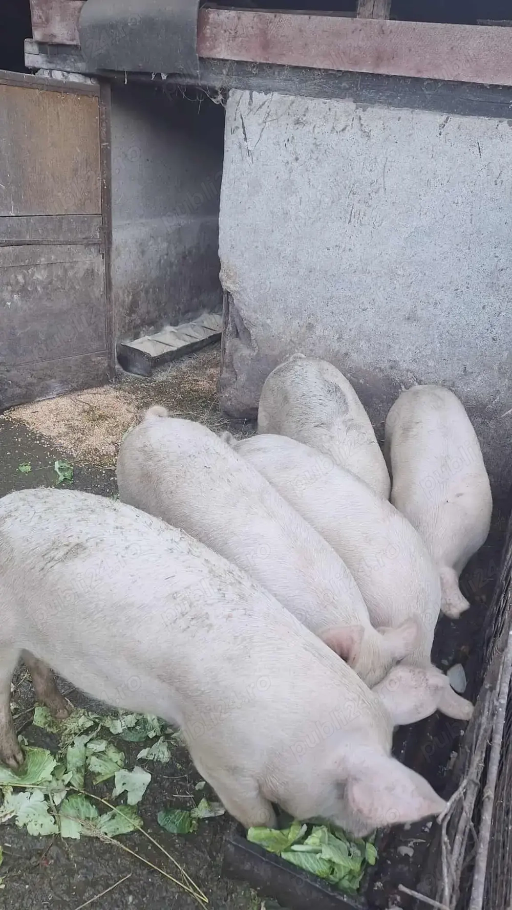 Vând porci pentru sacrificat