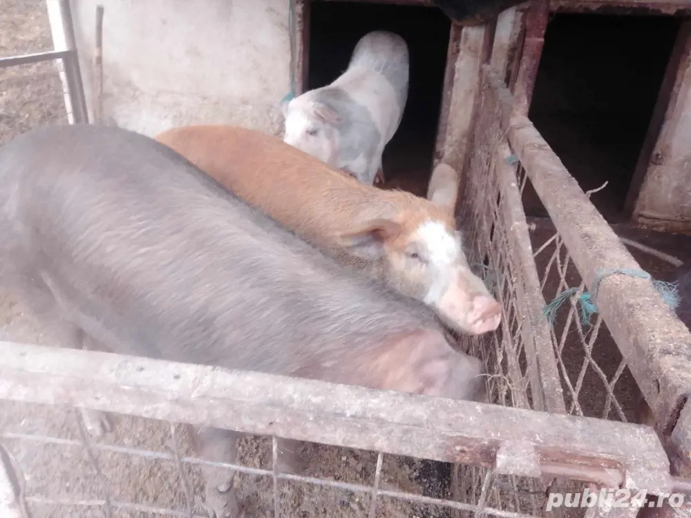 Vand porci Duroc de la 100 300kg