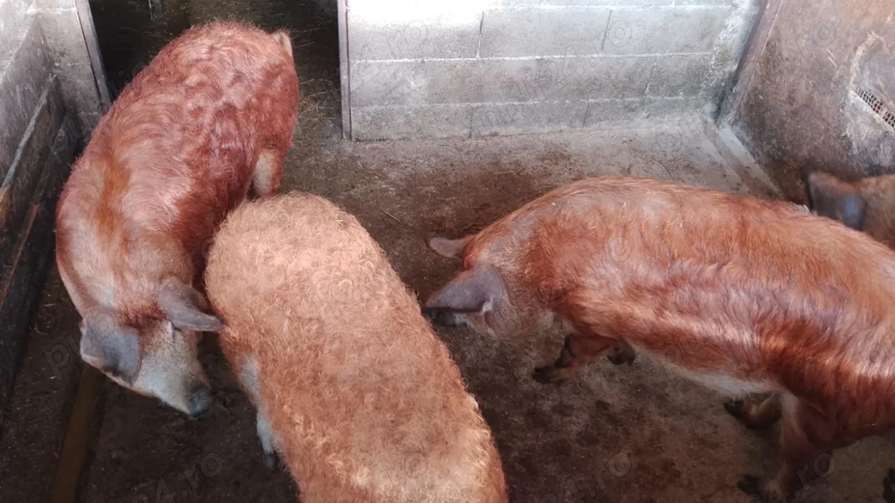 Porci mangalița pentru sacrificare 
