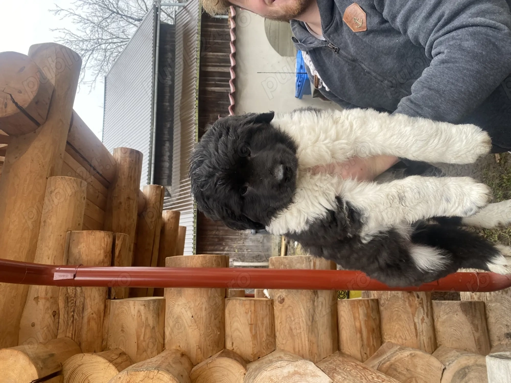 Vand catel ciobanesc de bucovina 