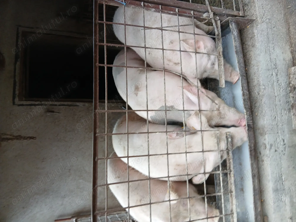 Vând porci de carne 110si160kgv