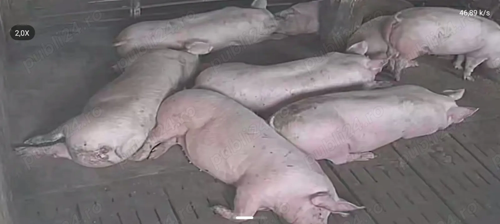 Porci de carne rasa Pic