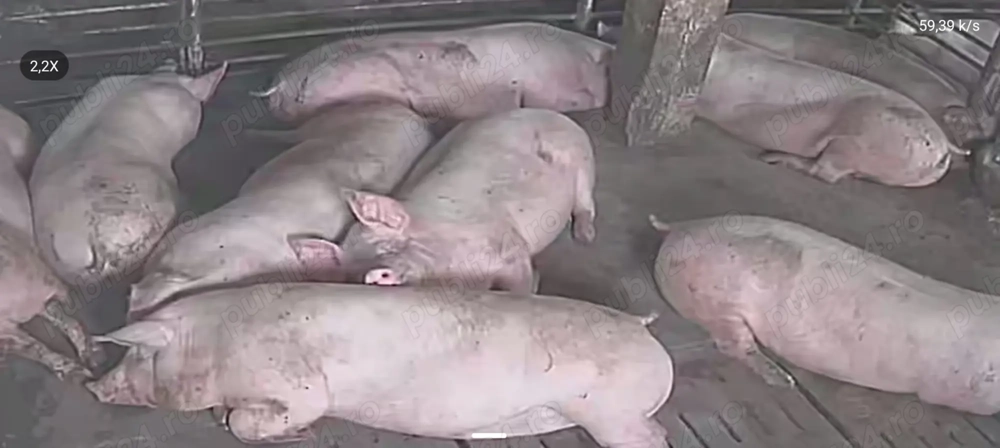 Porci de carne rasa Pic