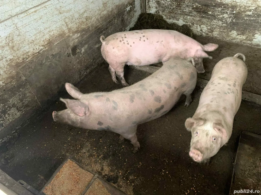 Vand purcei 60 -100kg am si transport 