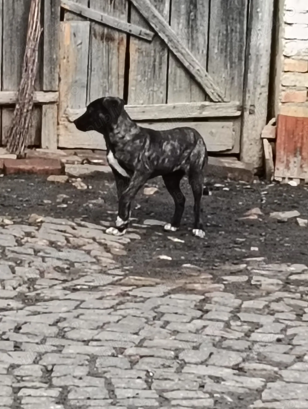 Catea Cane Corso varsta 6 luni