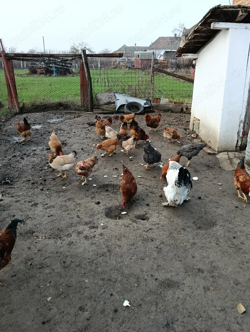 Gaini tinere outoare si puicute tinere din primavara