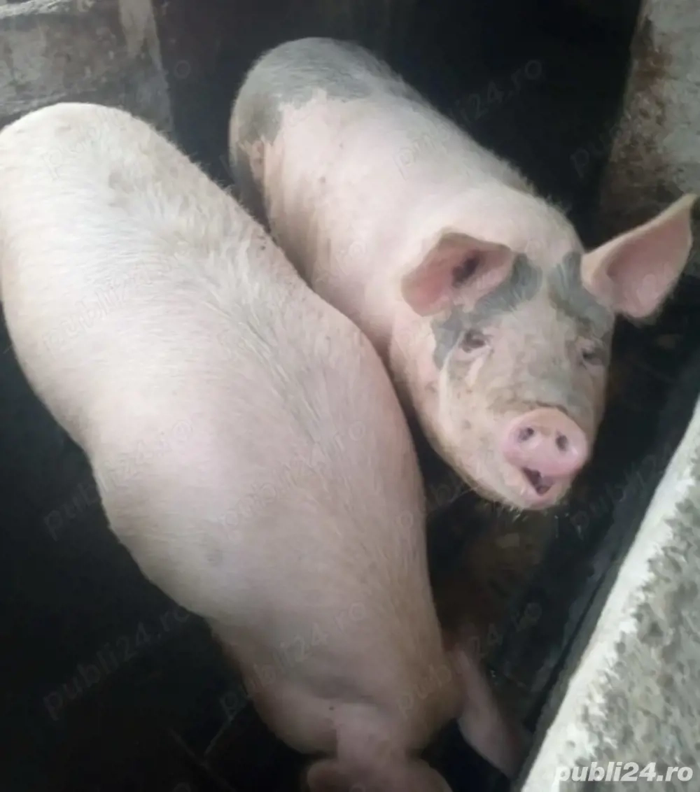 Vând porci pentru Crăciun