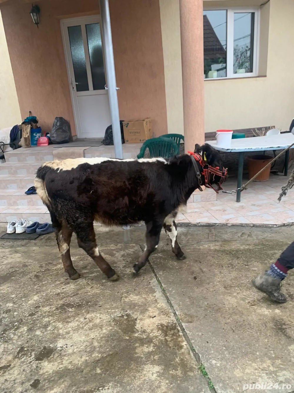 Vitea de 6 luni de la vaca cu lapte