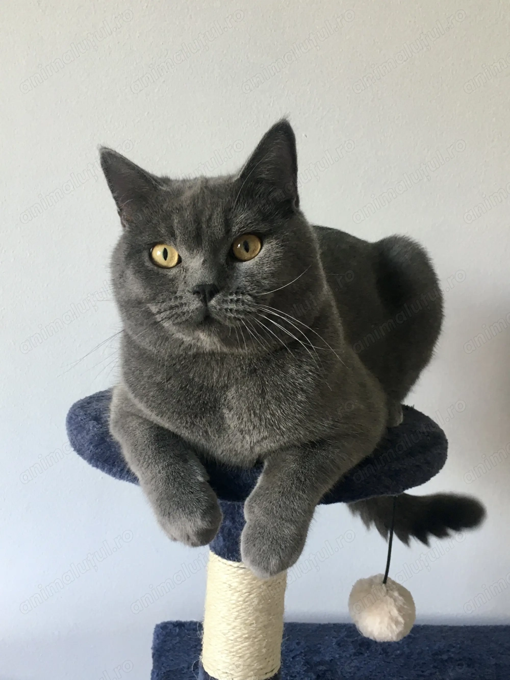 Motan british shorthair