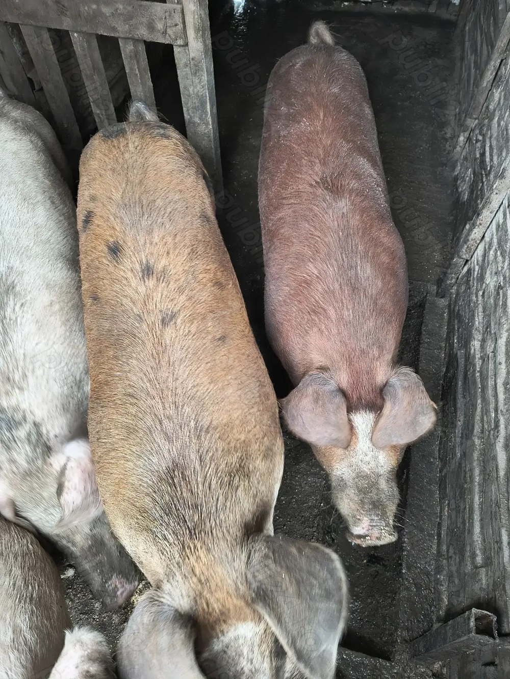 Vând porci 120-150 kg