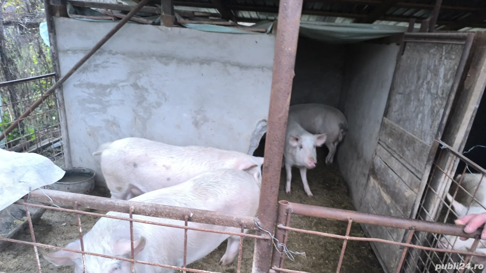 vând porci crescuți la curte 