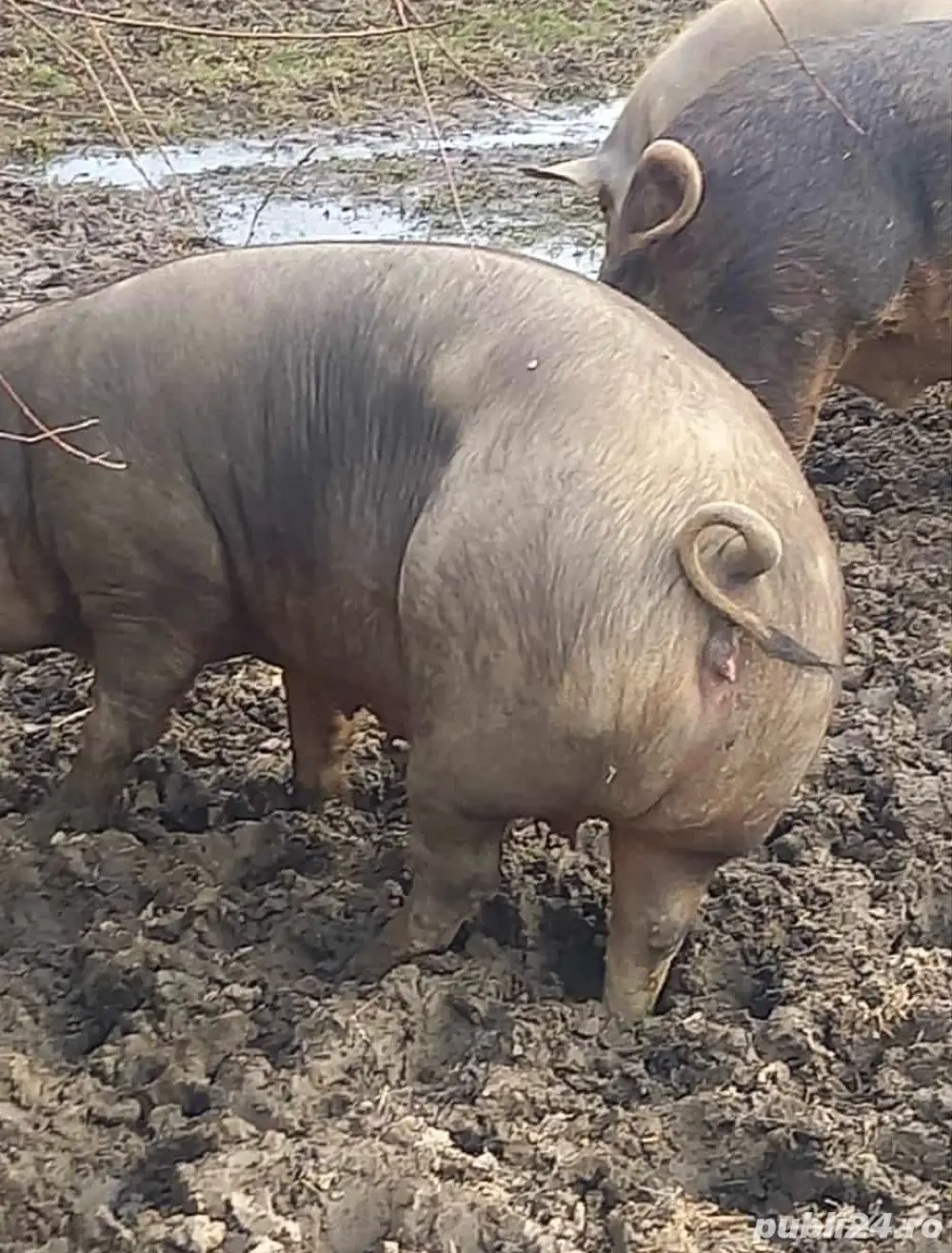 Porci de vanzare 15 roni kg