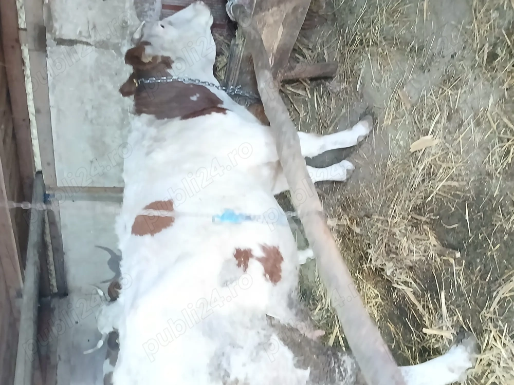 Vând vaca pentru abator