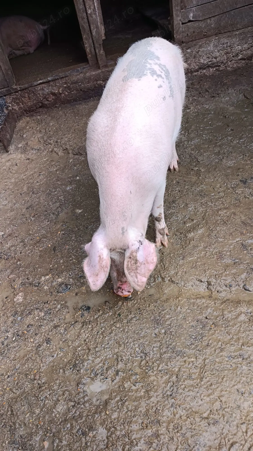 Vând porc pt Crăciun. 