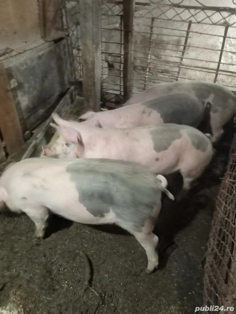 purcei de vanzare - 45 kg