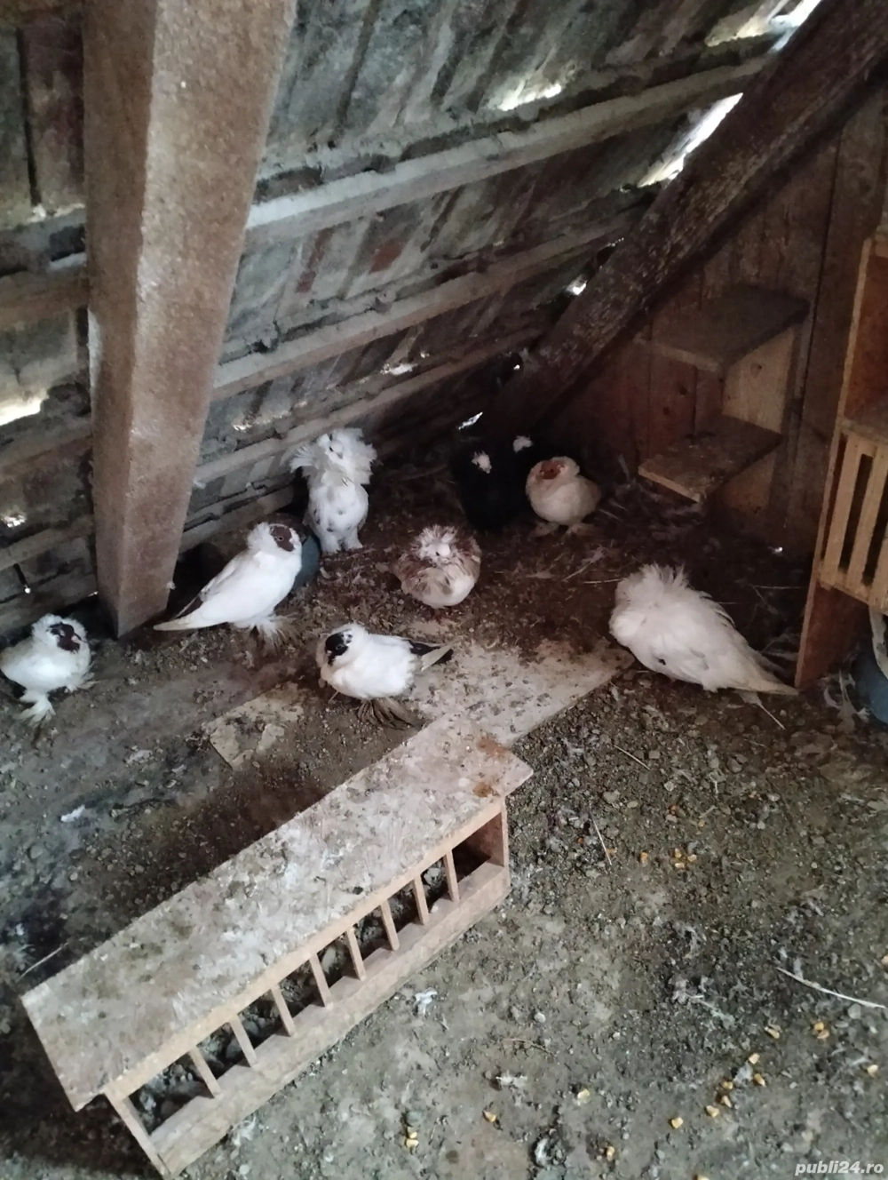 Disponibil porumbei mai multe rase 