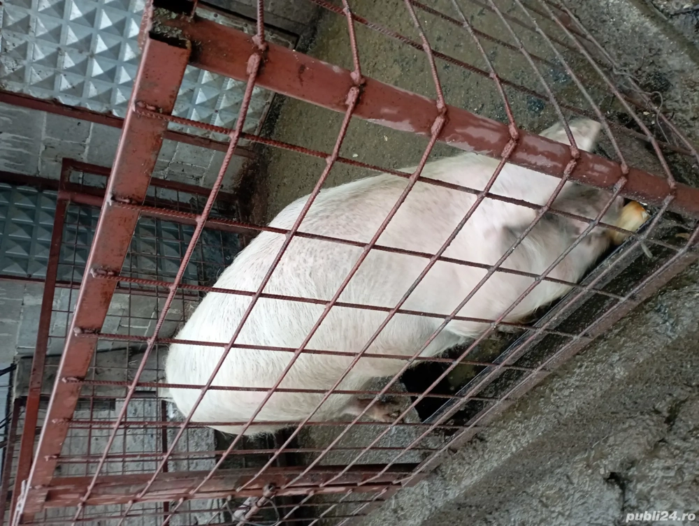 vând porc de Crăciun 