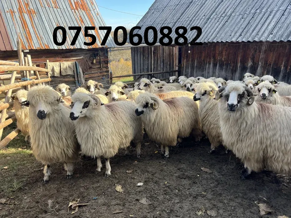 Vând 30 de oi la a treia fătare