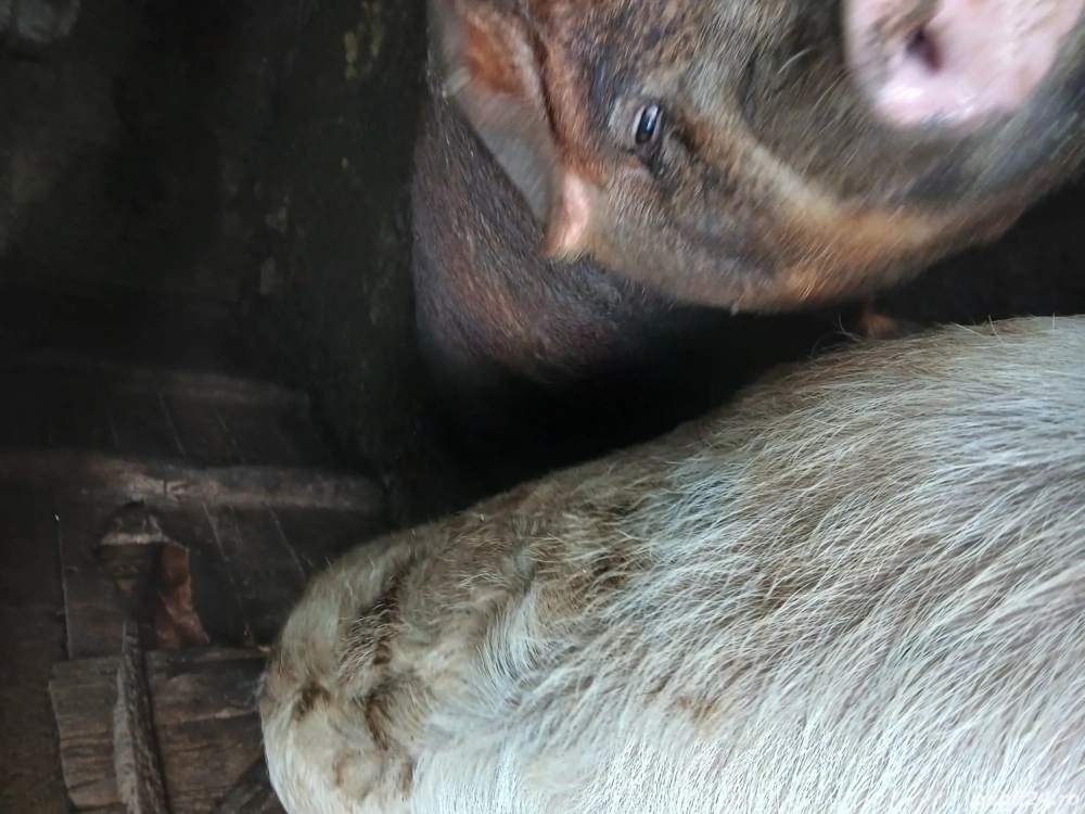 vand porci rasa duroc